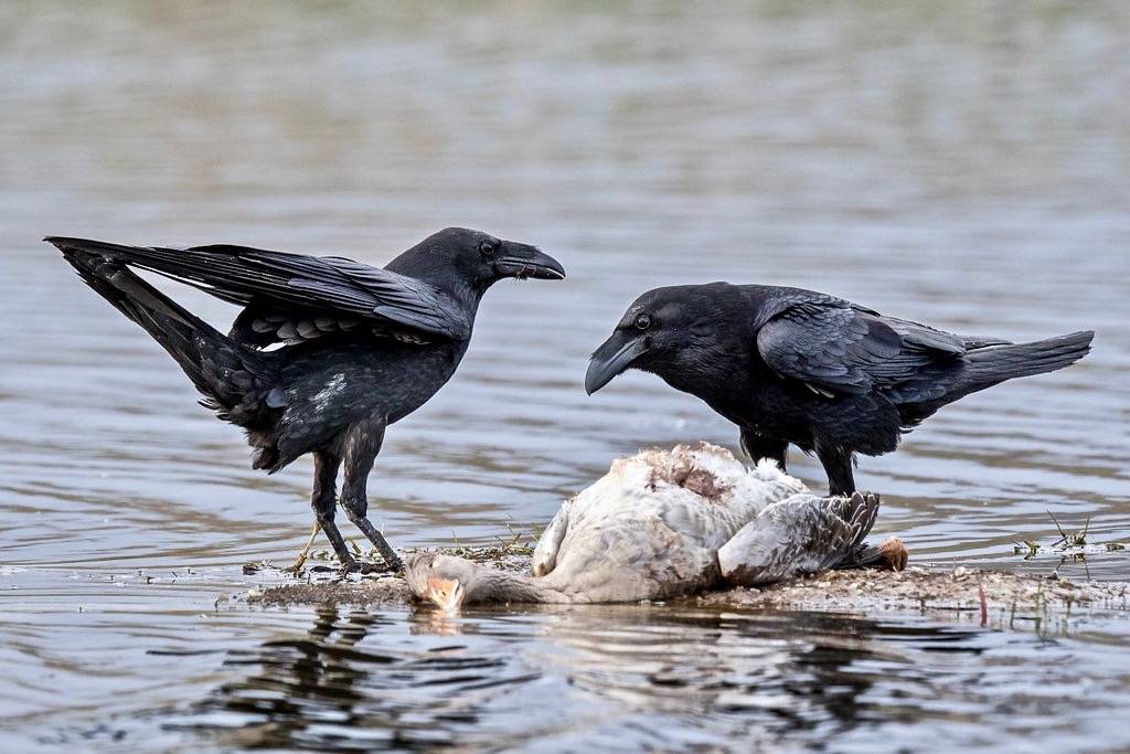 Common Raven by The Wasp Factory is licensed under CC BY-NC-SA 2.0